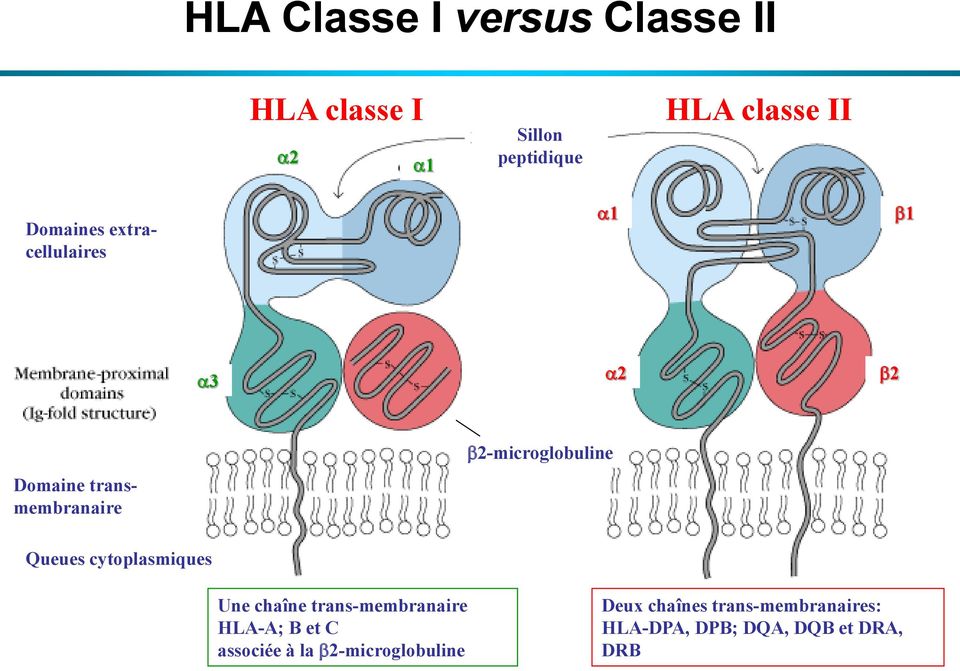 b2-microglobuline Queues cytoplasmiques Une chaîne trans-membranaire HLA-A; B et C