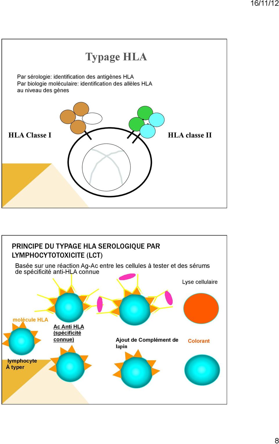 LYMPHOCYTOTOXICITE (LCT) Basée sur une réaction Ag-Ac entre les cellules à tester et des sérums de spécificité