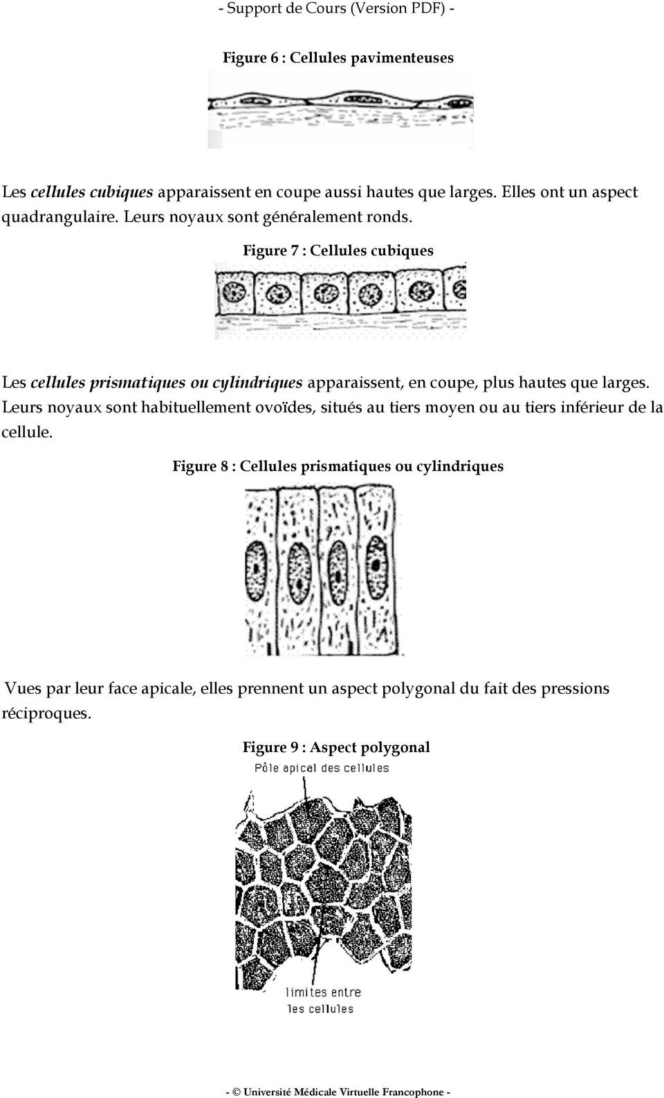 Figure 7 : Cellules cubiques Les cellules prismatiques ou cylindriques apparaissent, en coupe, plus hautes que larges.
