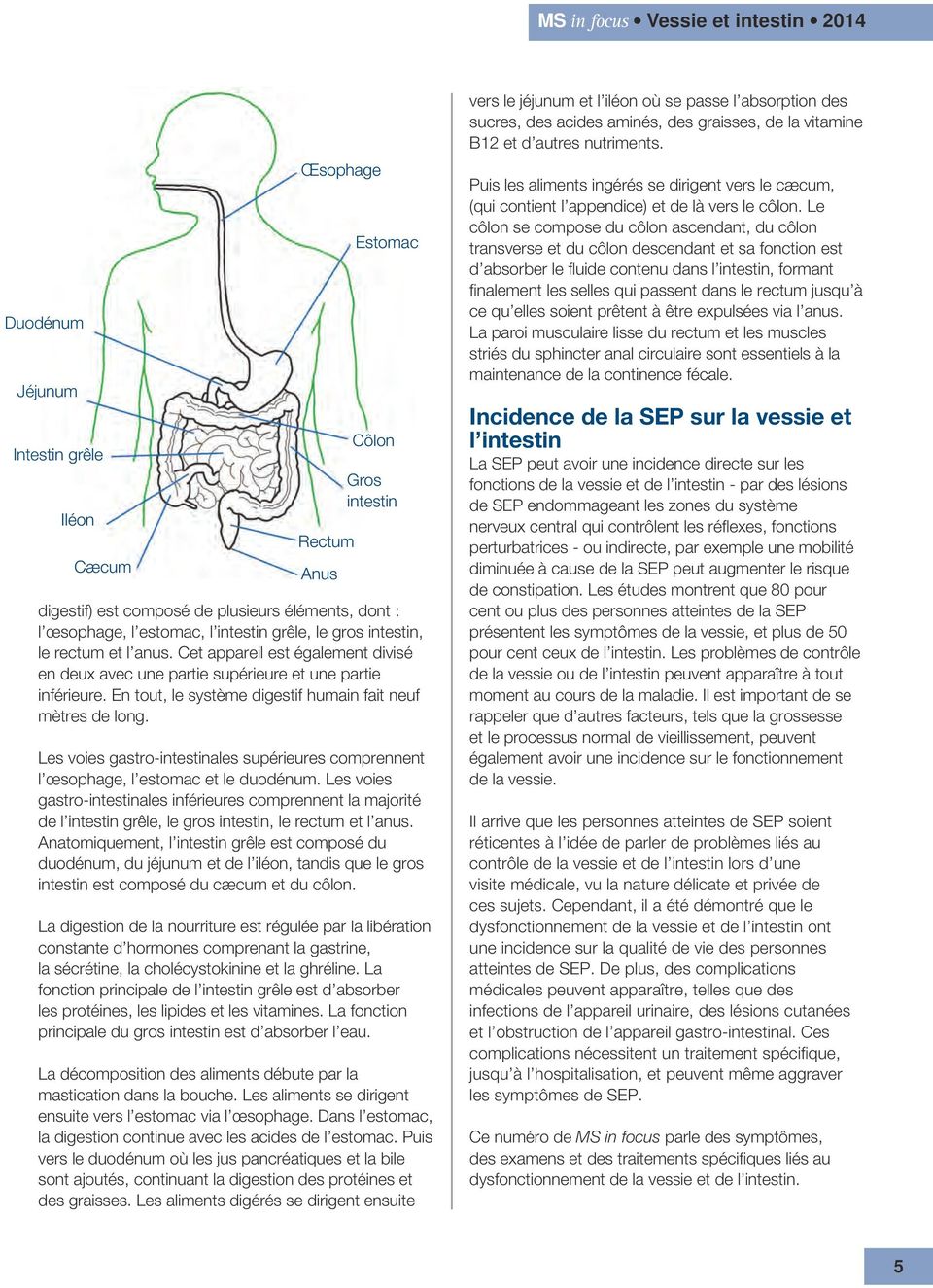 Les voies gastro-intestinales supérieures comprennent l œsophage, l estomac et le duodénum.