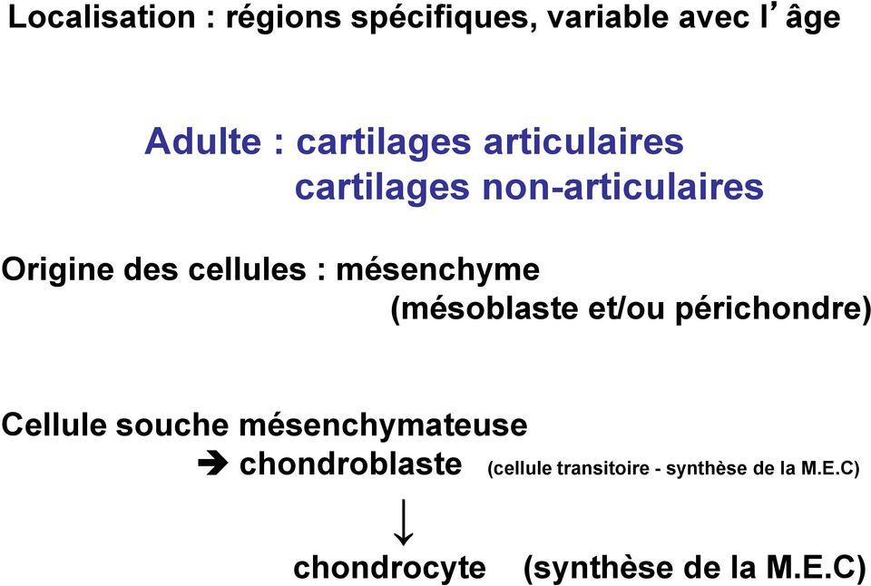 (mésoblaste et/ou périchondre) Cellule souche mésenchymateuse chondroblaste
