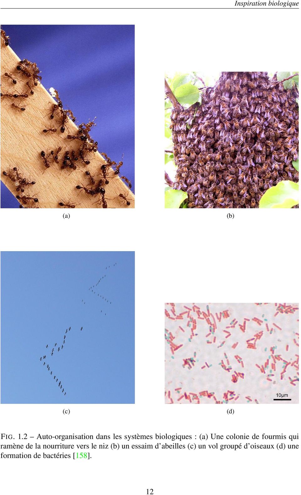 colonie de fourmis qui ramène de la nourriture vers le niz (b)