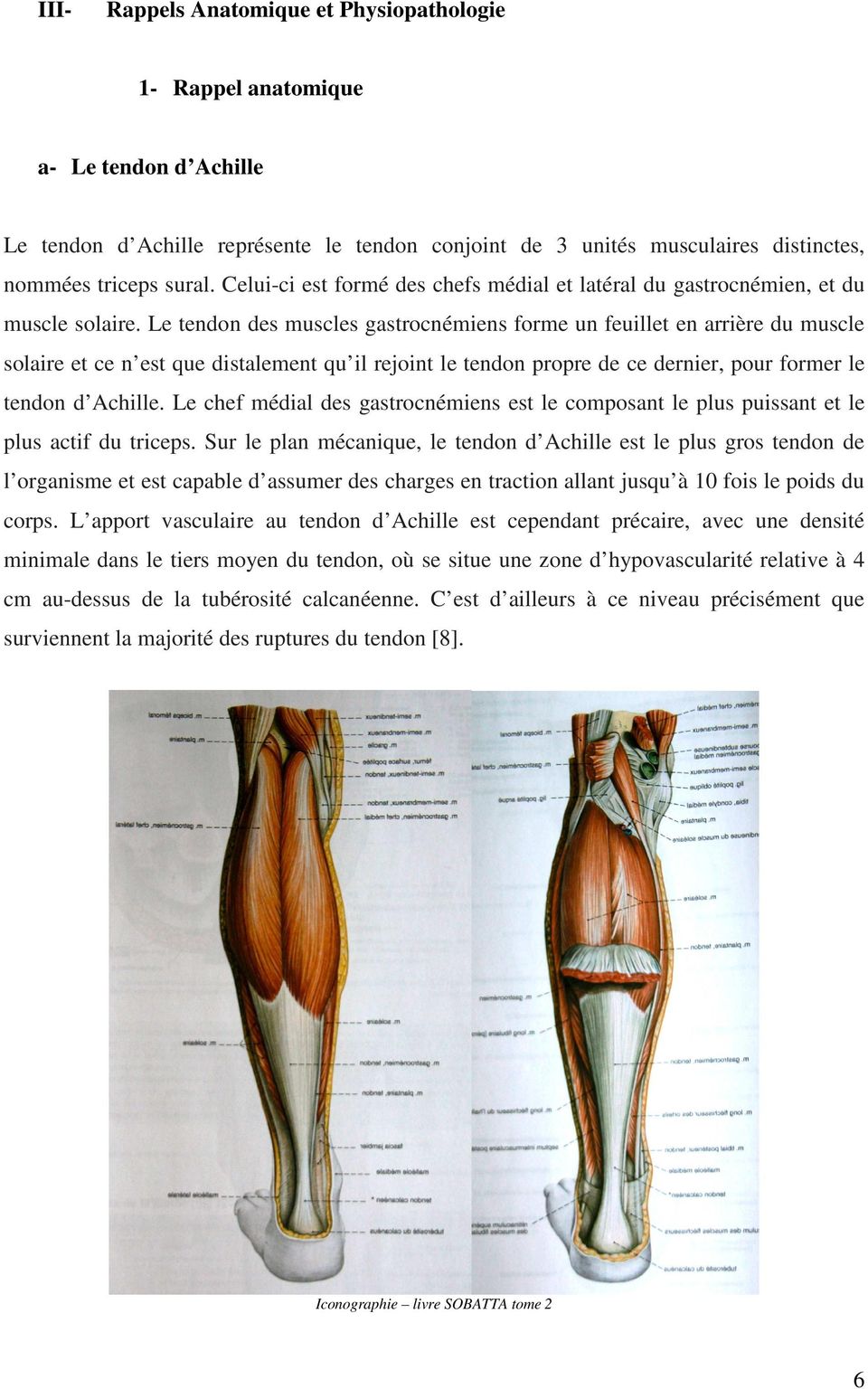 Le tendon des muscles gastrocnémiens forme un feuillet en arrière du muscle solaire et ce n est que distalement qu il rejoint le tendon propre de ce dernier, pour former le tendon d Achille.