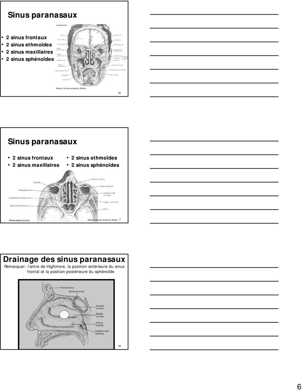 ethmoïdes 2 sinus sphénoïdes Atlas of human anatomy, Netter17 Drainage des sinus paranasaux