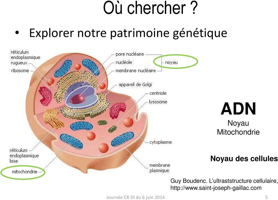 Mitochondrie Noyau des cellules Guy Boudenc.