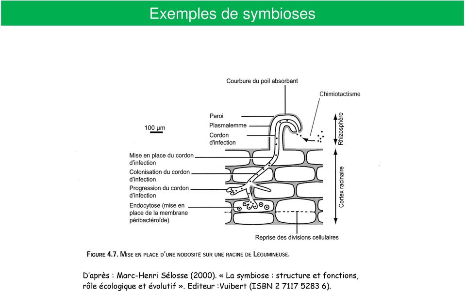 «La symbiose : structure et fonctions,