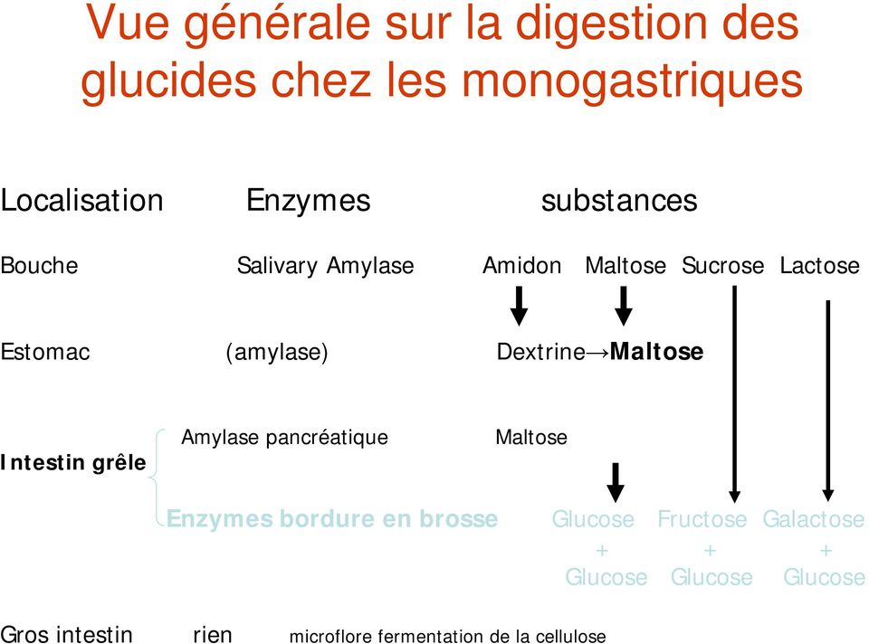 Maltose Intestin grêle Amylase pancréatique Maltose Enzymes bordure en brosse Glucose