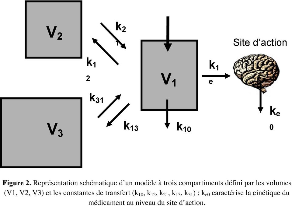 volumes (V1, V2, V3) et les constantes de transfert (k 10, k 12, k 21, k 13,