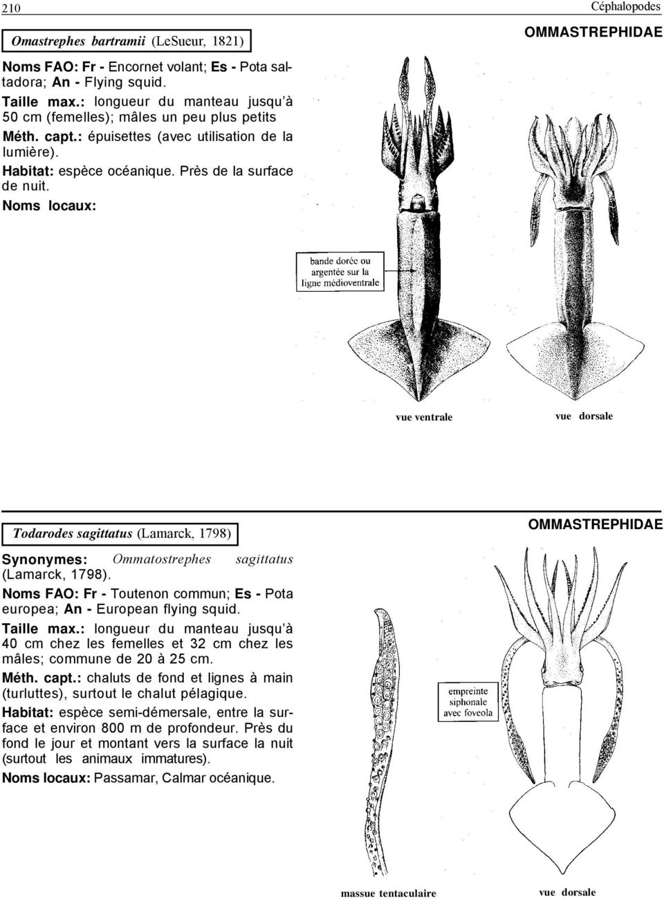 OMMASTREPHIDAE vue ventrale Todarodes sagittatus (Lamarck, 1798) OMMASTREPHIDAE Synonymes: Ommatostrephes sagittatus (Lamarck, 1798).