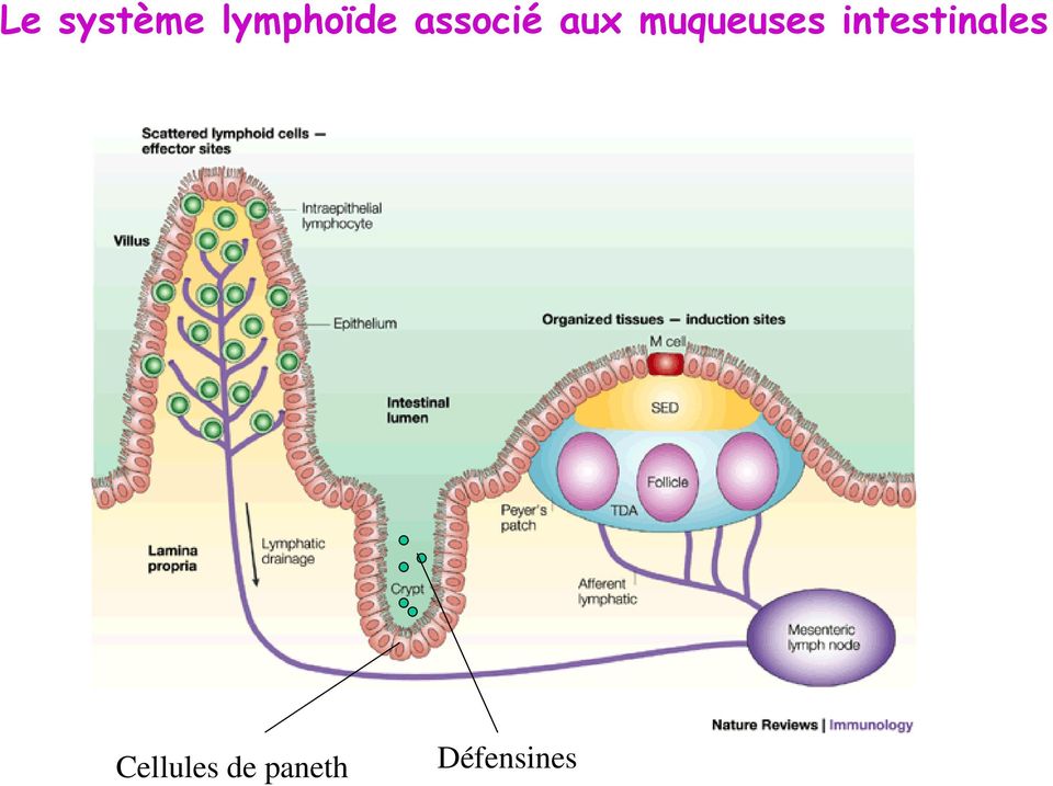 intestinales Cellules