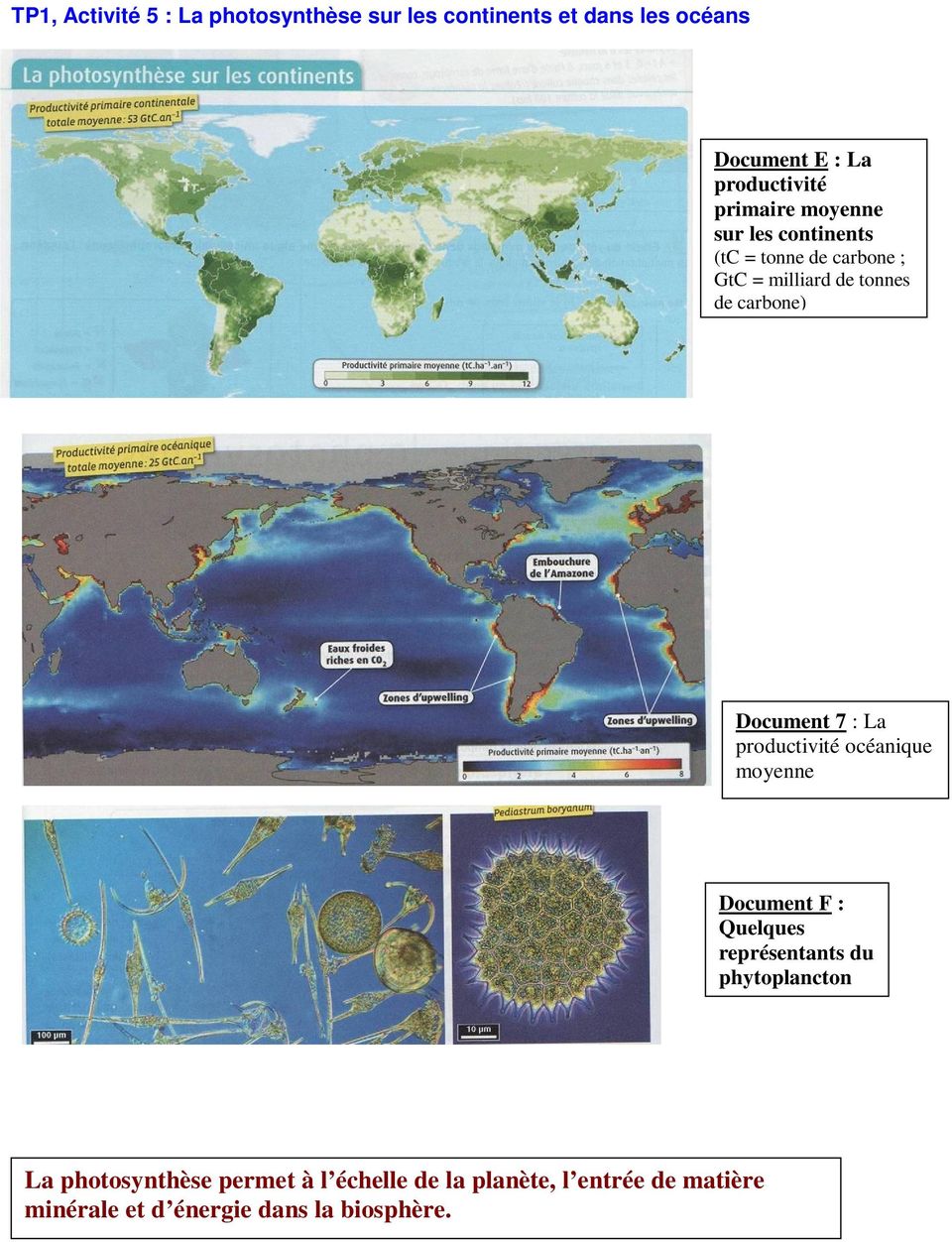 Document 7 : La productivité océanique moyenne Document F : Quelques représentants du phytoplancton La