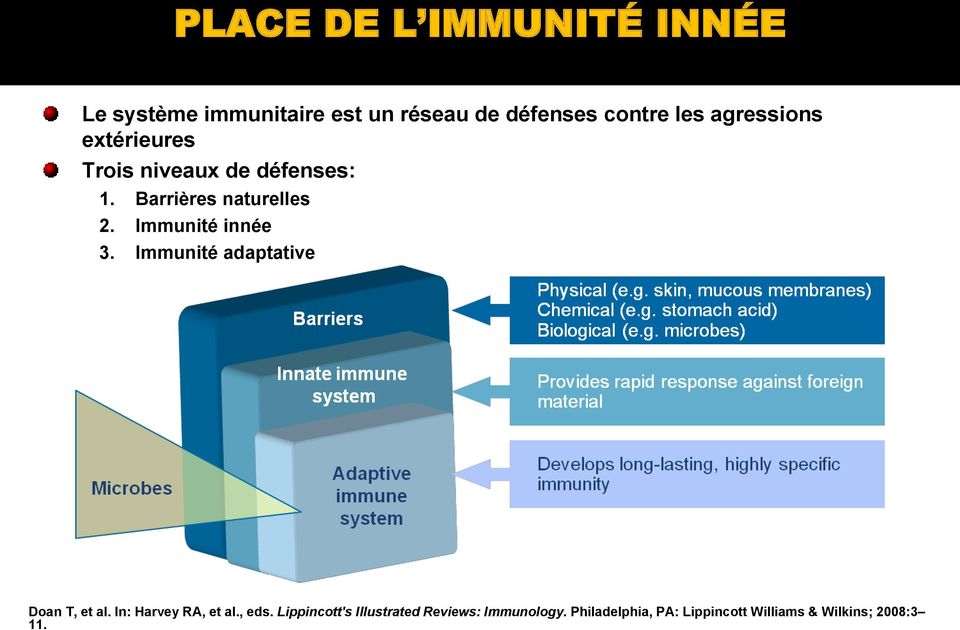 Immunité innée 3. Immunité adaptative Doan T, et al. In: Harvey RA, et al., eds.