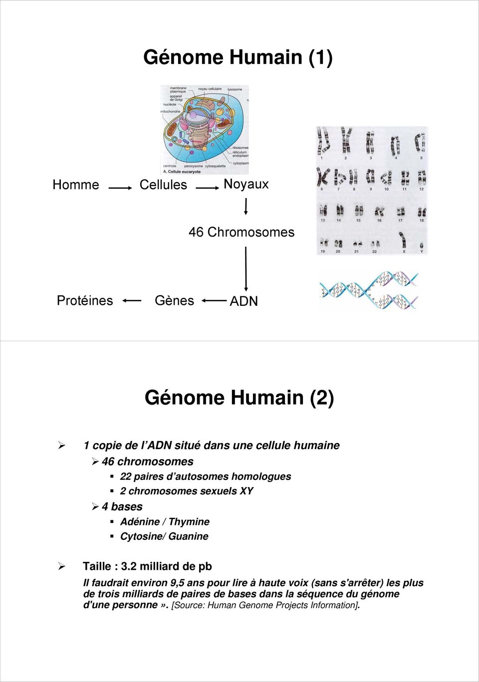 Cytosine/ Guanine Taille :.
