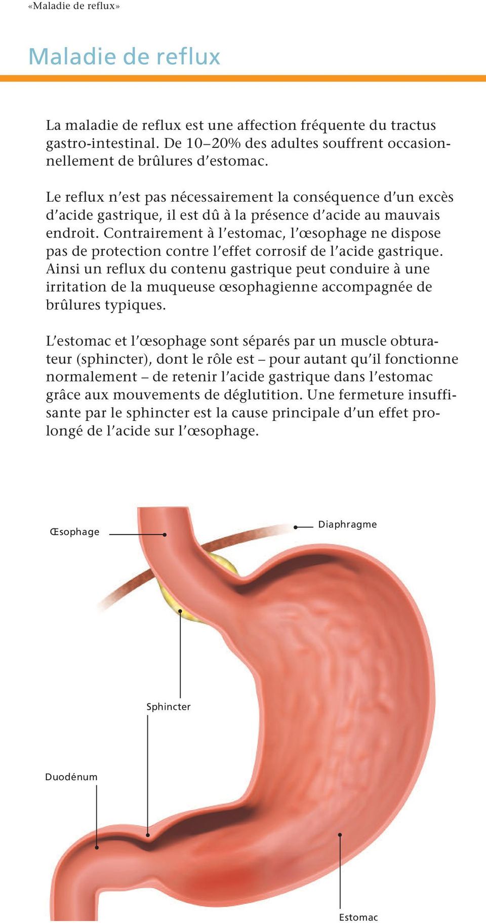 Contrairement à l estomac, l œsophage ne dispose pas de protection contre l effet corrosif de l acide gastrique.