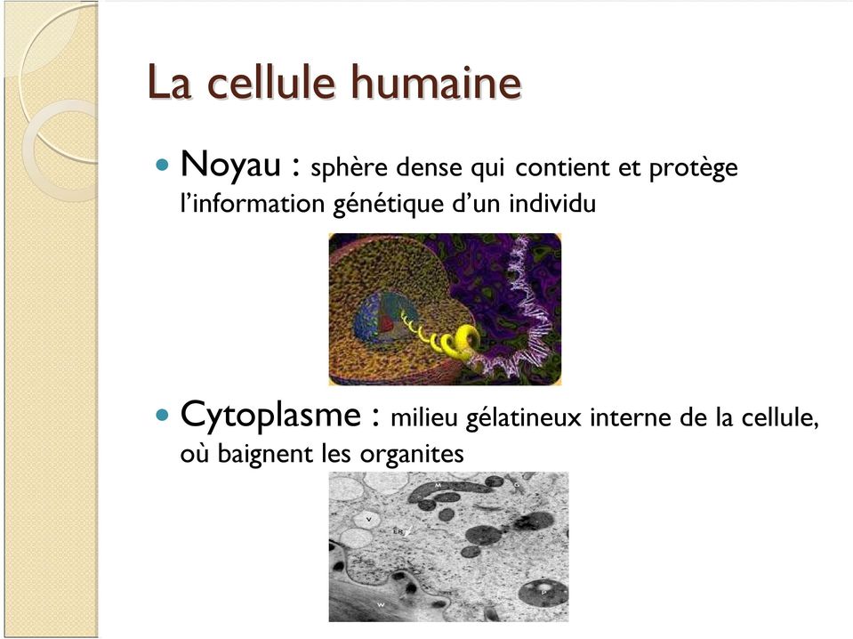 un individu Cytoplasme : milieu gélatineux