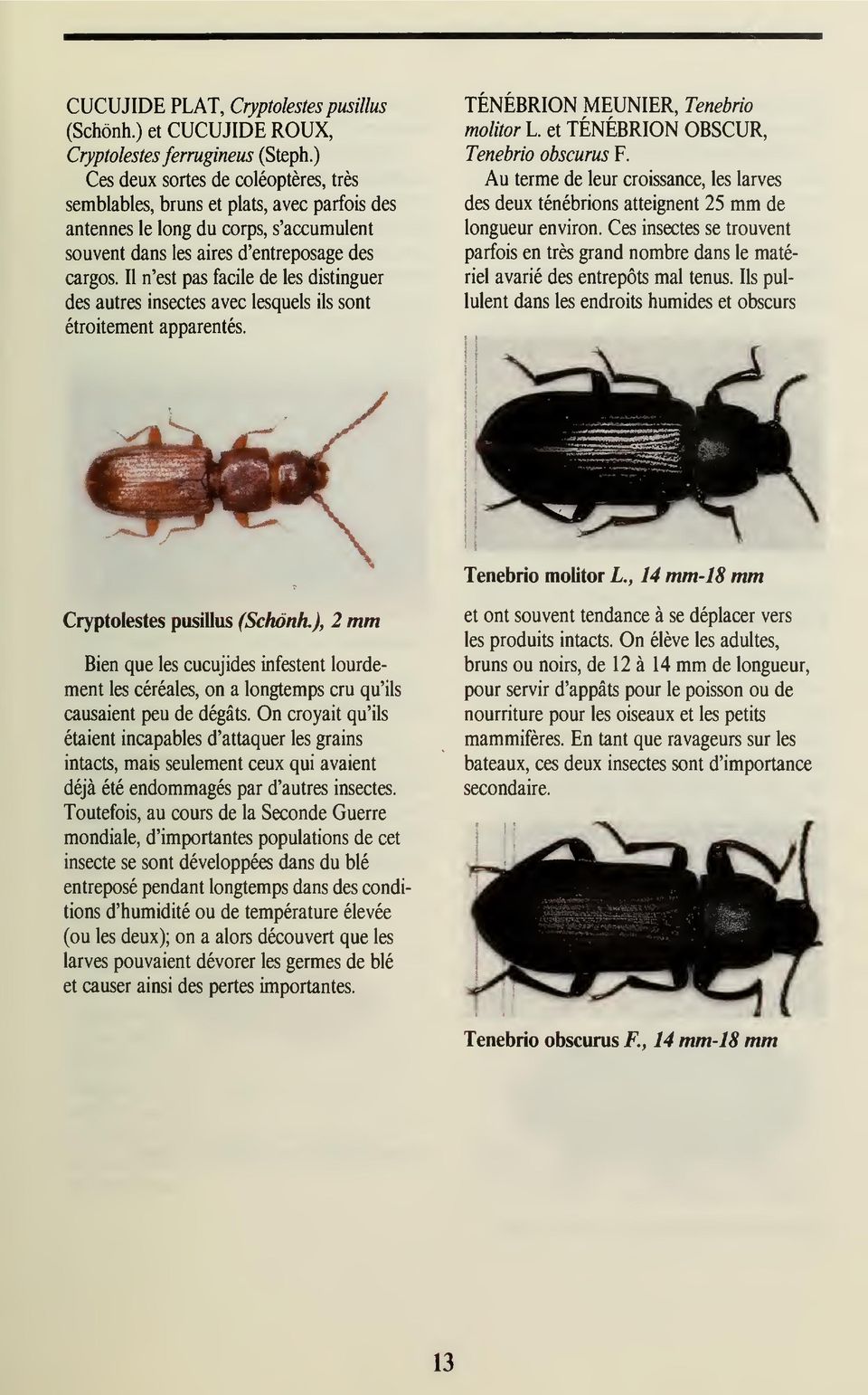 Il n'est pas facile de les distinguer des autres insectes avec lesquels ils sont étroitement apparentés. TENEBRION MEUNIER, Tenebrio molitor L. et TÉNÉBRION OBSCUR, Tenebrio obscurus F.