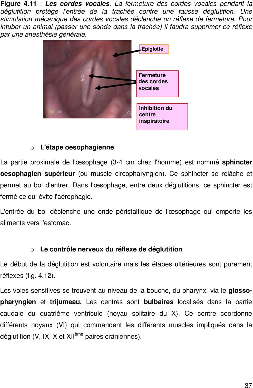Epiglotte Fermeture des cordes vocales Inhibition du centre inspiratoire o L'étape oesophagienne La partie proximale de l'œsophage (3-4 cm chez l'homme) est nommé sphincter oesophagien supérieur (ou