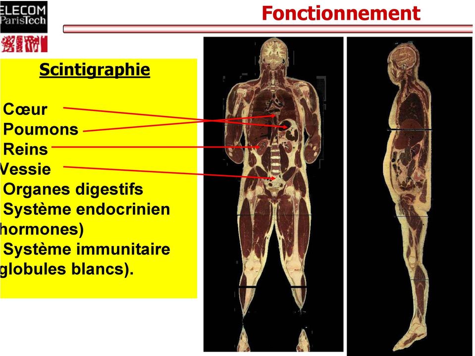 digestifs Système endocrinien