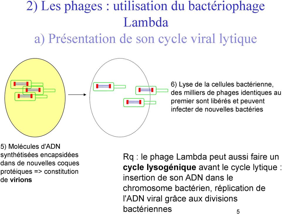 encapsidées dans de nouvelles coques protéiques => constitution de virions Rq : le phage Lambda peut aussi faire un cycle lysogénique