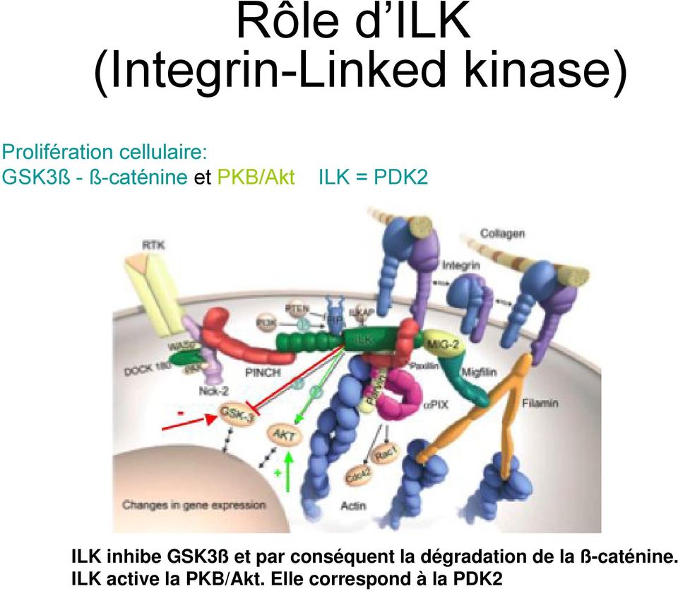 ILK inhibe GSK3ß et par conséquent la dégradation de