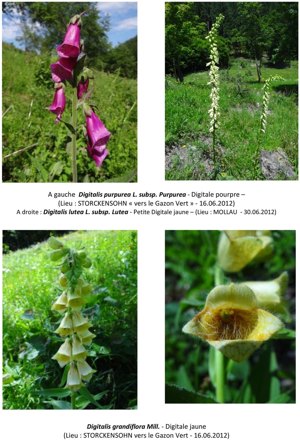 2012) A droite : Digitalis lutea L. subsp.
