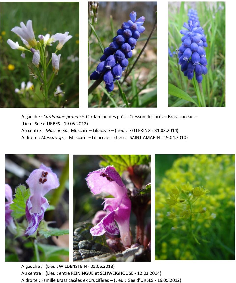 - Muscari Liliaceae - (Lieu : SAINT AMARIN - 19.04.2010) A gauche : (Lieu : WILDENSTEIN - 05.06.