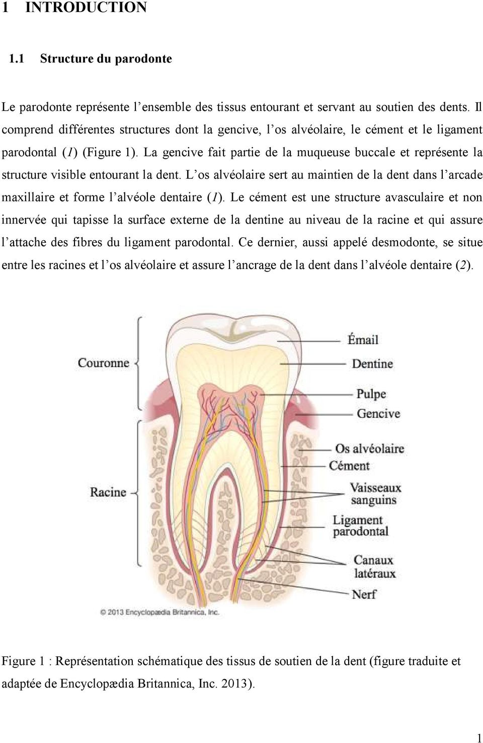 La gencive fait partie de la muqueuse buccale et représente la structure visible entourant la dent.