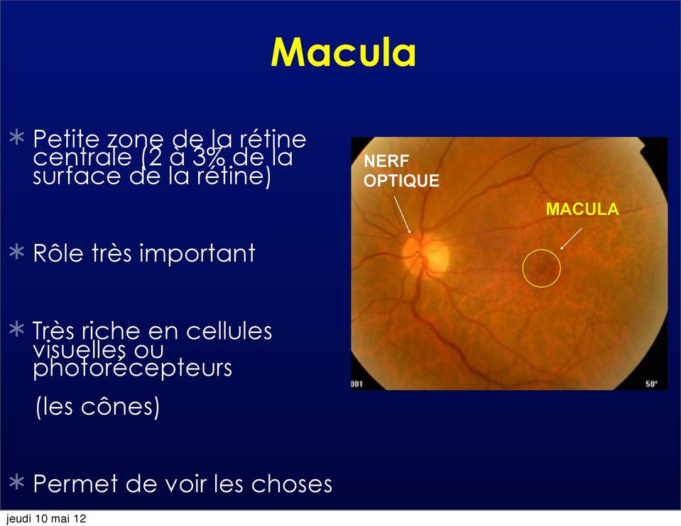 OPTIQUE MACULA Très riche en cellules visuelles ou