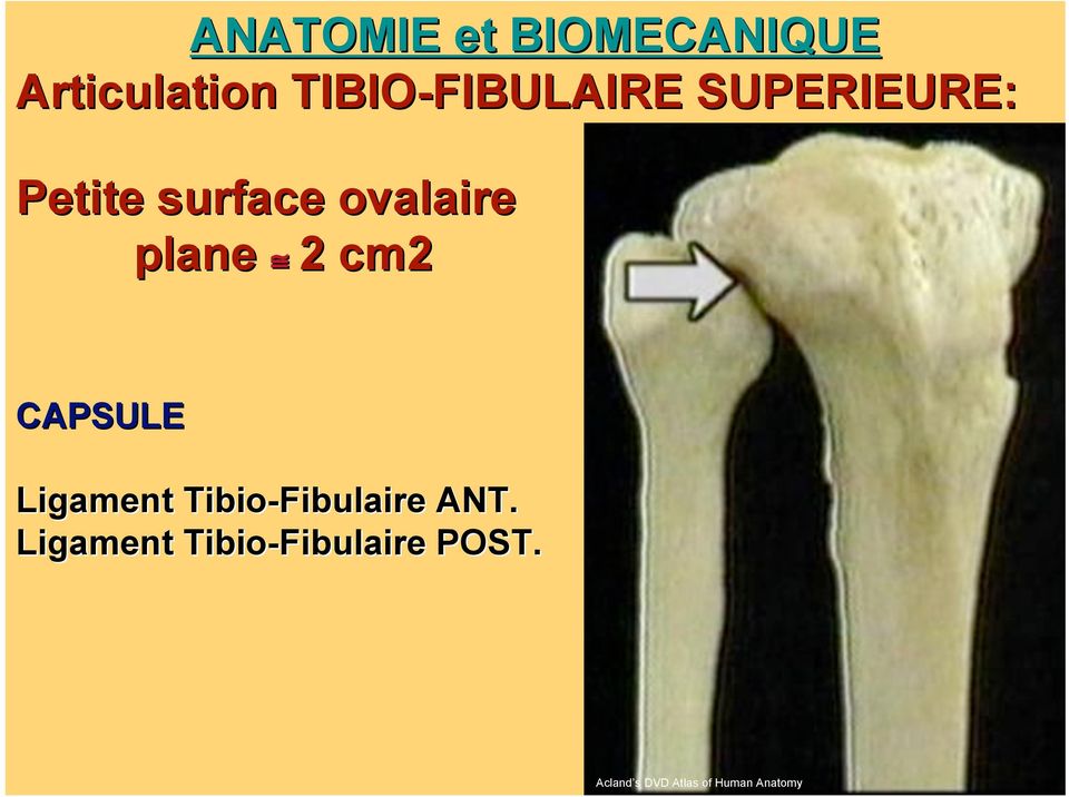 . Membrul inferior - articulatii biomecanica