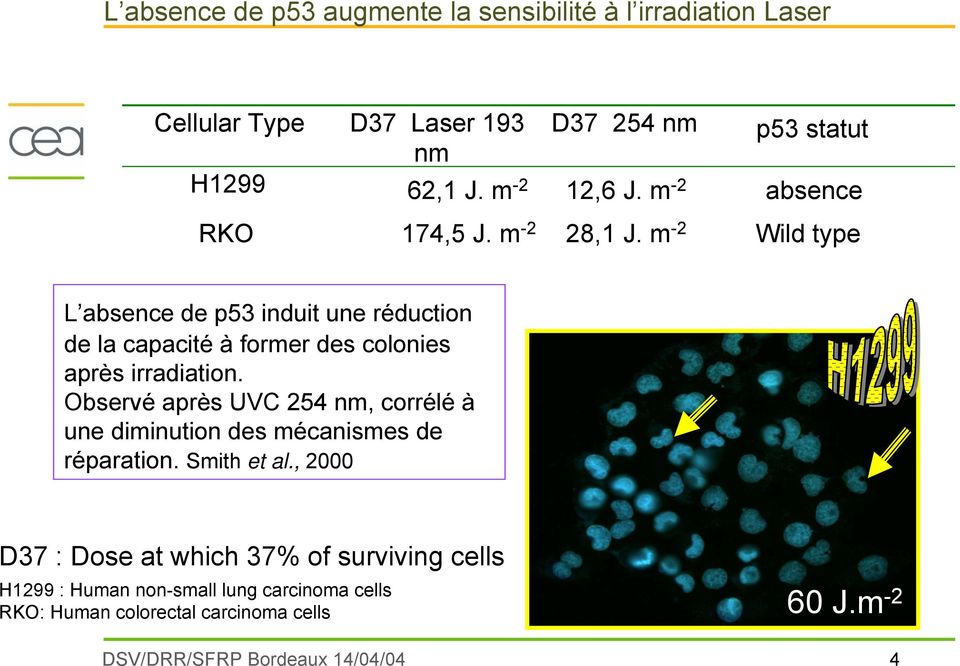 m -2 p53 statut absence Wild type L absence de p53 induit une réduction de la capacité à former des colonies après irradiation.