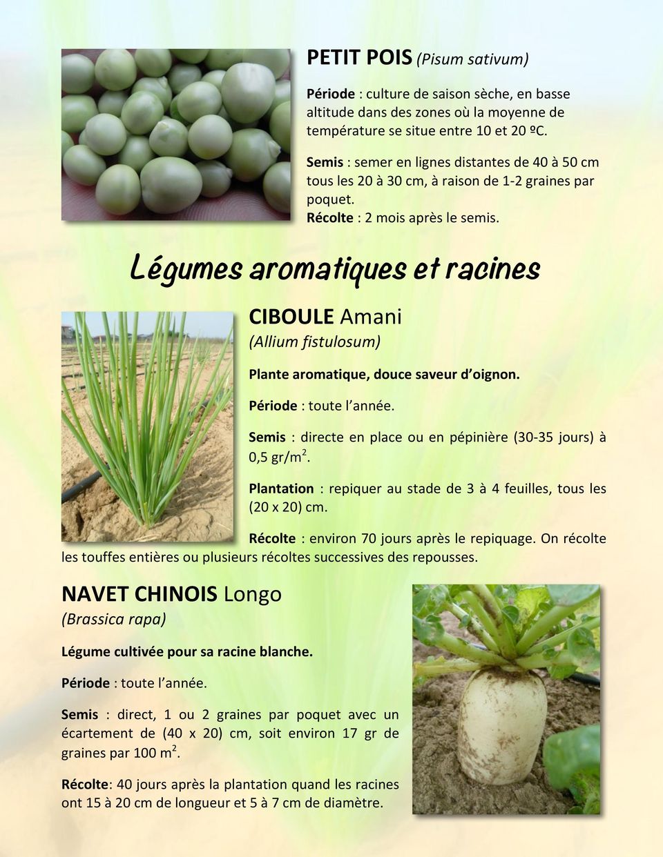 Légumes aromatiques et racines CIBOULEAmani (Allium+fistulosum) Plantearomatique,doucesaveurd oignon. Période:toutel année. Semis :directeenplaceouenpépinière(30035jours)à 0,5gr/m 2.