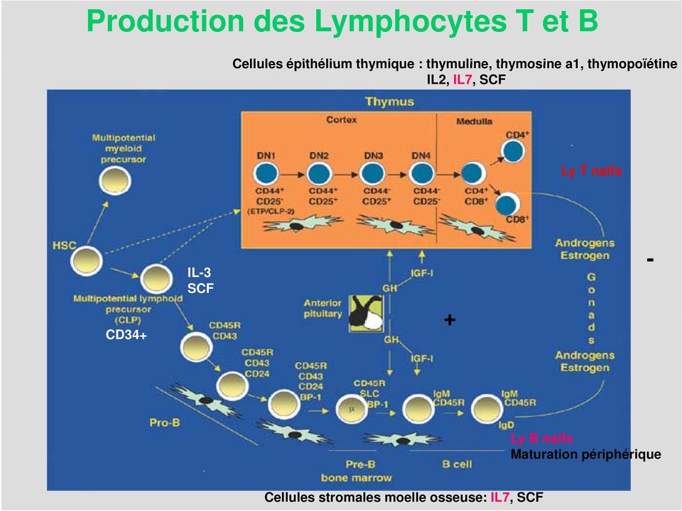 IL7, SCF Ly T naïfs CD34+ IL-3 SCF + - Ly B naïfs