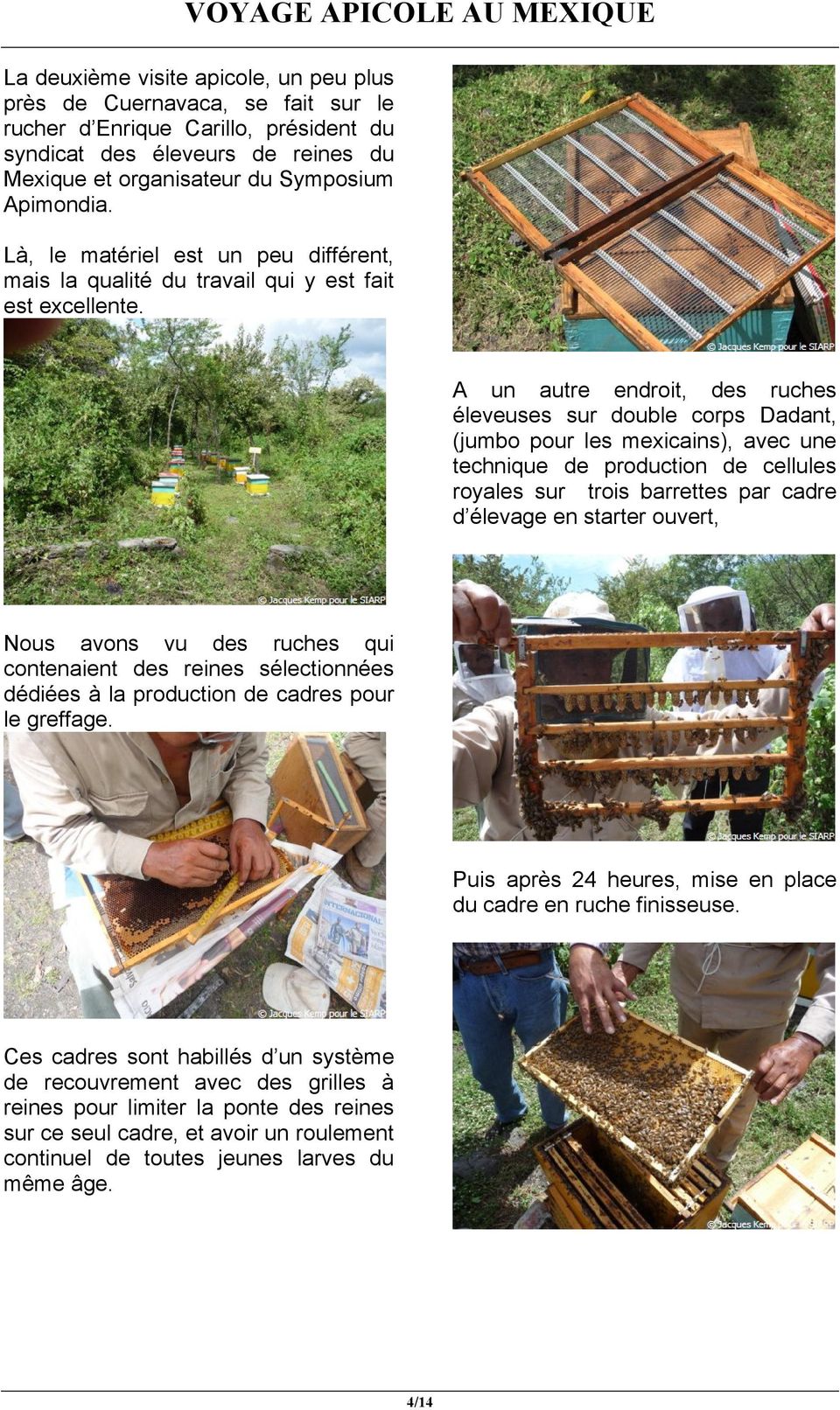 A un autre endroit, des ruches éleveuses sur double corps Dadant, (jumbo pour les mexicains), avec une technique de production de cellules royales sur trois barrettes par cadre d élevage en starter