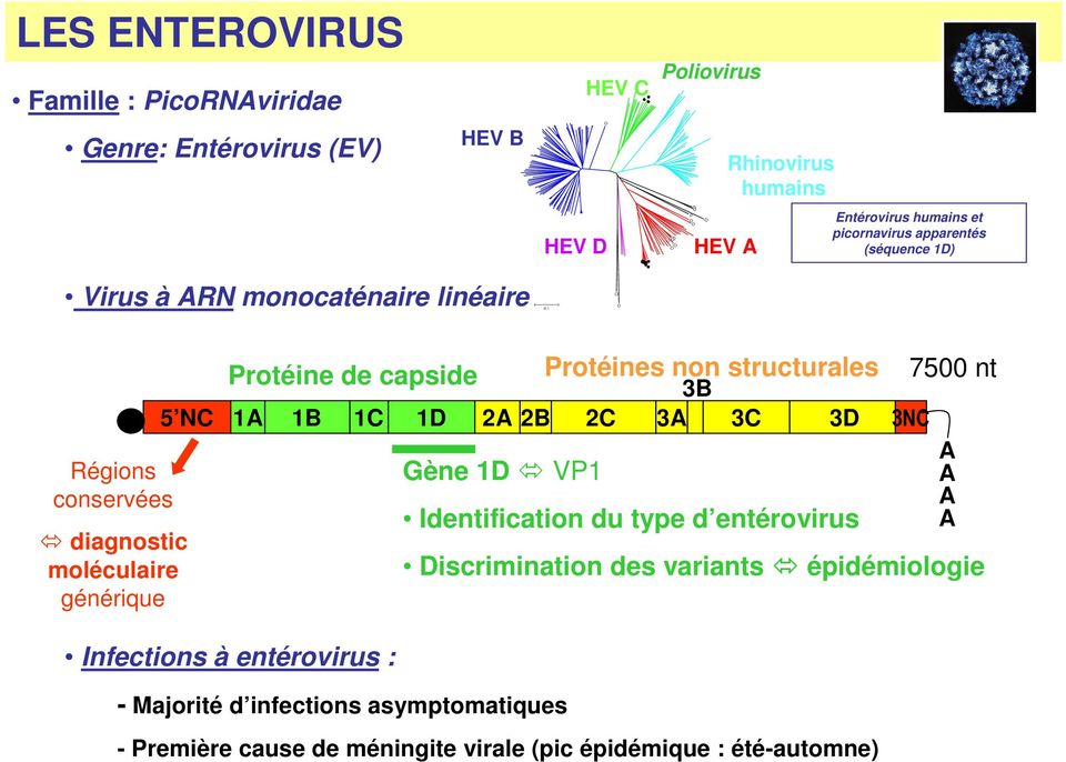 1 Régions conservées diagnostic moléculaire générique Protéine de capside 3B 5 NC 1A 1B 1C 1D 2A 2B 2C 3A 3C 3D Infections à entérovirus : Gène 1D VP1