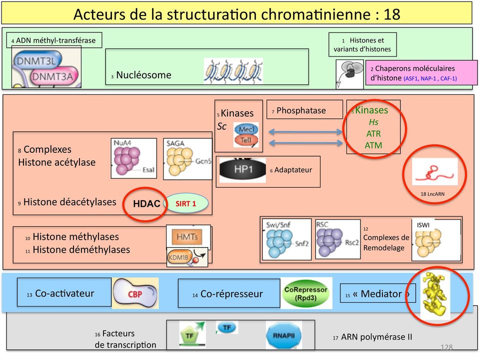 Adaptateur 5 Kinases Hs ATR ATM 9 Histone déacétylases HDAC SIRT 1 18 LncARN 10 Histone méthylases 11 Histone déméthylases