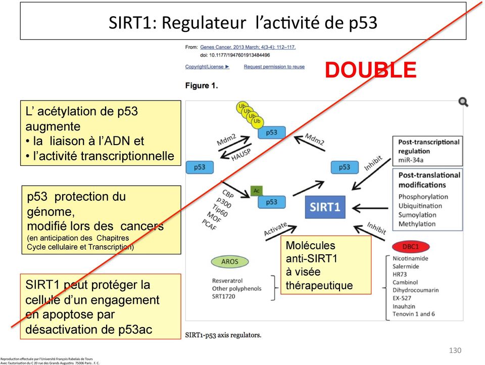 cellulaire et Transcription) SIRT1 peut protéger la cellule d un engagement en apoptose par désactivation de