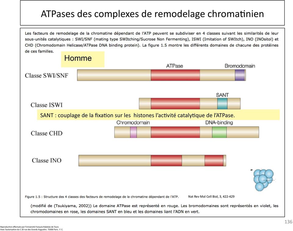 de l ATPase.