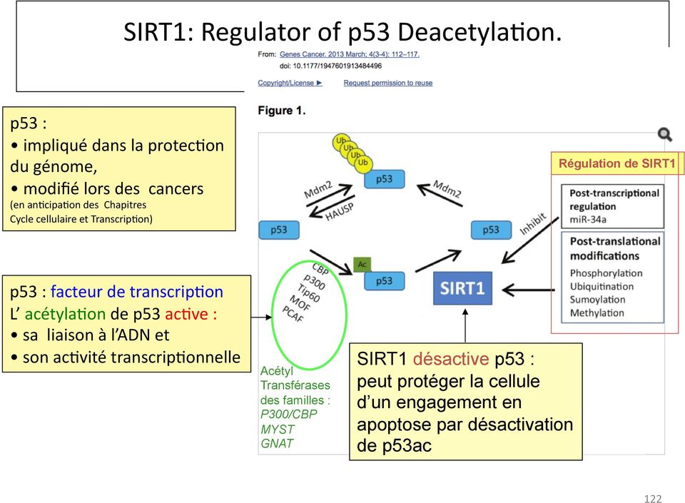 et TranscripDon) Régulation de SIRT1 p53 : facteur de transcripdon L acétyladon de p53 acdve : sa liaison à l ADN