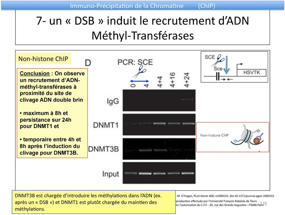 Immuno- PrécipitaDon de la ChromaDne (ChIP) DNMT3B est chargée d introduire les méthyladons dans l ADN (ex.