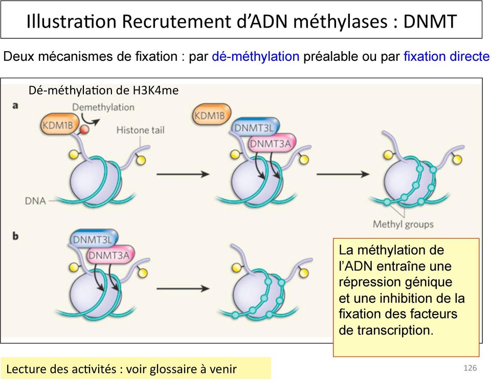 méthylation de l ADN entraîne une répression génique et une inhibition de la