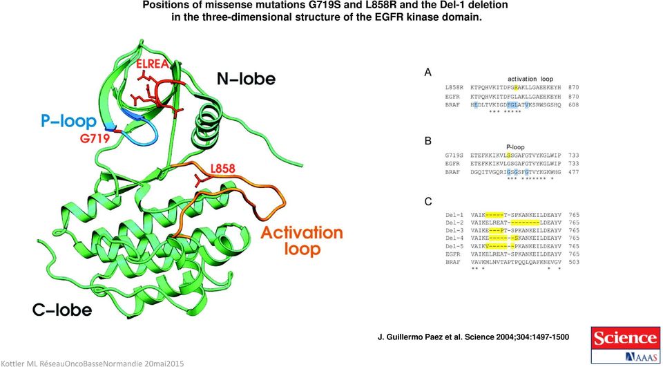 EGFR kinase domain. J. Guillermo Paez et al.