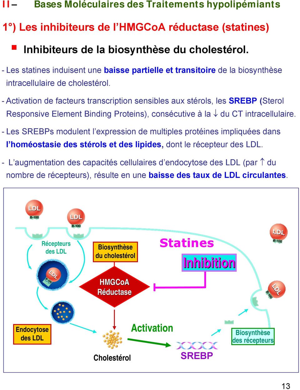 - Activation de facteurs transcription sensibles aux stérols, les SREBP (Sterol Responsive Element Binding Proteins), consécutive à la du CT intracellulaire.