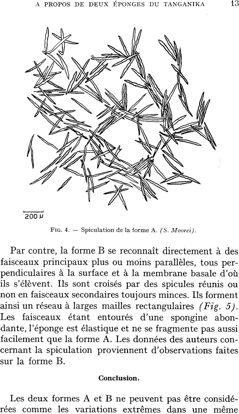 Ils sont croisés par des spicules réunis ou non en faisceaux secondaires toujours minces. Ils forment ainsi un réseau à larges mailles rectangulaires {Fig. 5).