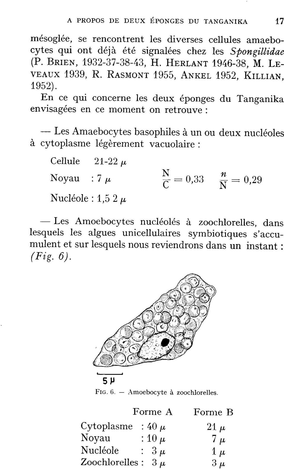 En ce qui concerne les deux éponges du Tanganika envisagées en ce moment on retrouve : Les Amaebocytes basophiles à un ou deux nucléoles à cytoplasme légèrement vacuolaire : Cellule Noyau : 7 21-22 ^