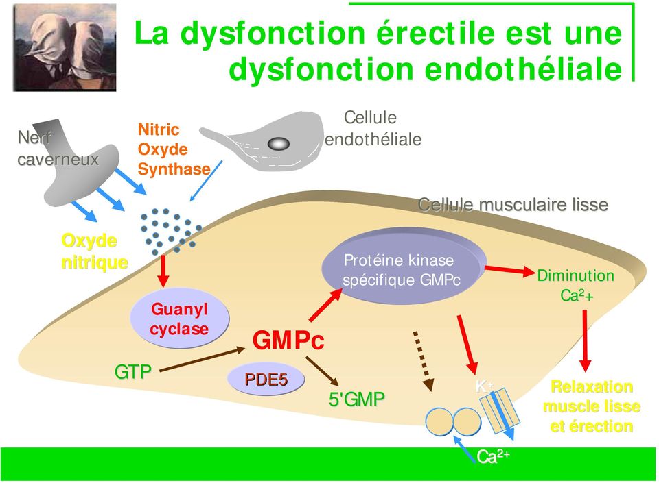 Oxyde nitrique GTP Guanyl cyclase GMPc PDE5 Protéine kinase spécifique