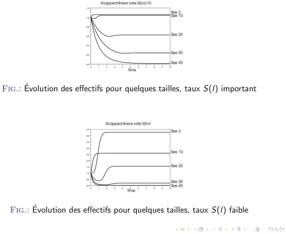 : Évolution des effectifs pour quelques tailles, taux S(l) important Snapped linear rate S(l)=l 4.