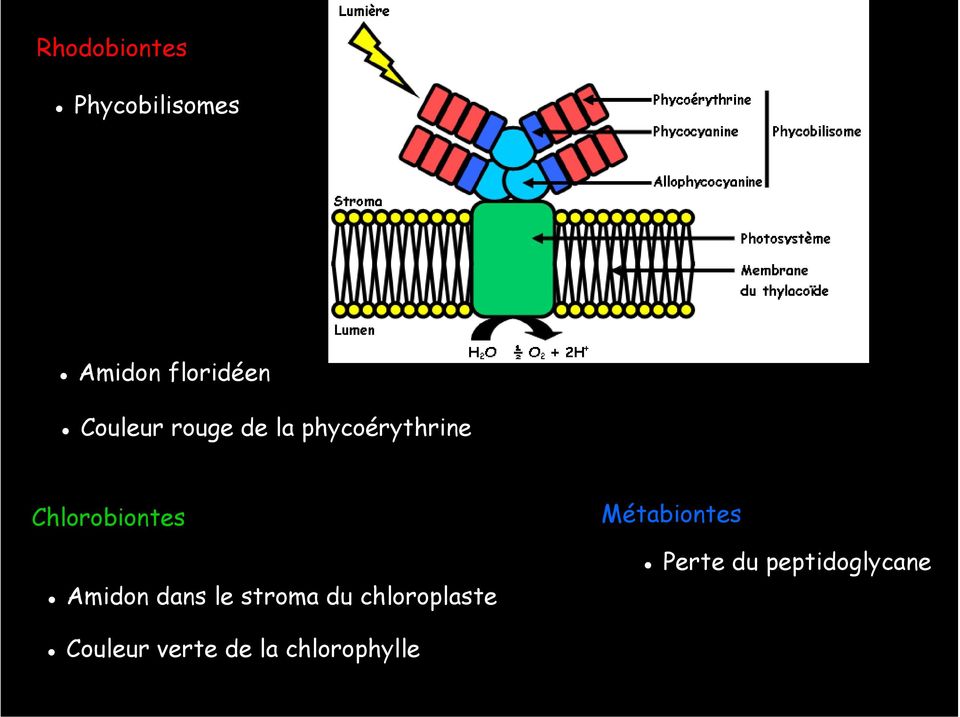 Amidon dans le stroma du chloroplaste Métabiontes