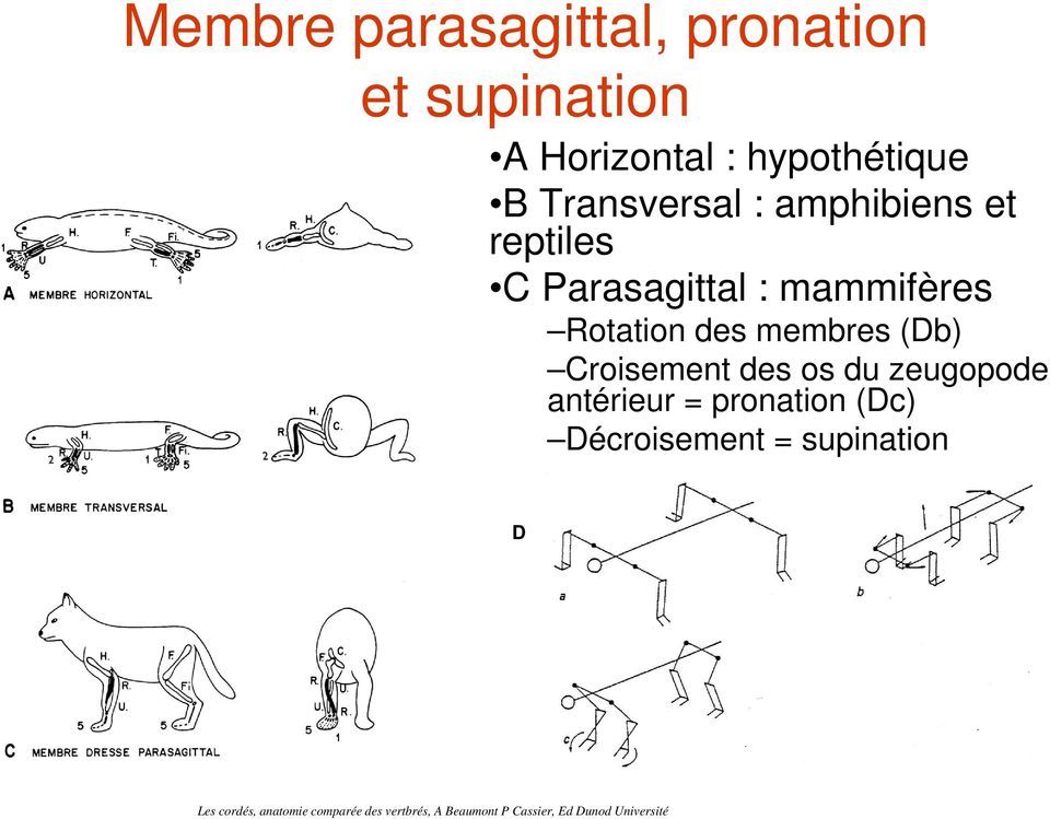 membres (Db) Croisement des os du zeugopode antérieur = pronation (Dc) Décroisement