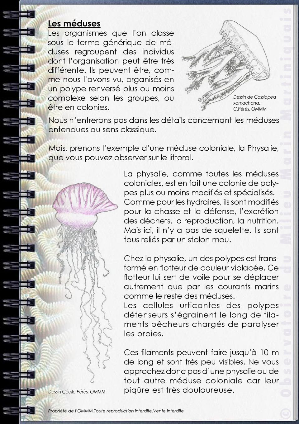 Nous n entrerons pas dans les détails concernant les méduses entendues au sens classique. Mais, prenons l exemple d une méduse coloniale, la Physalie, que vous pouvez observer sur le littoral.