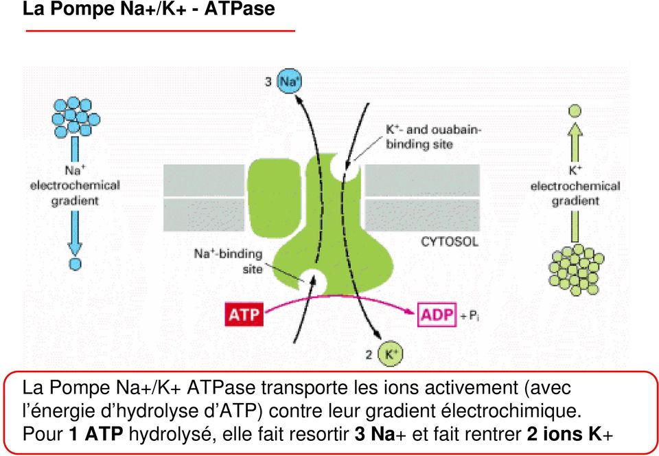 hydrolyse d ATP) contre leur gradient électrochimique.
